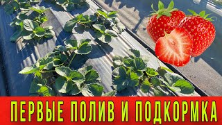 Первые полив и подкормка клубники весной