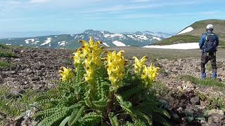 天空の高山植物街道　大雪山系は花盛り