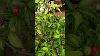 CSR Organics - Cherry mirchi (by చెలికాని సీతారామయ్య)