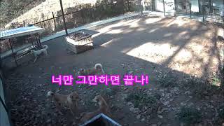 진돗개무리생활 - 엄마앞에서 싸움을 하다 혼나는 진돗개들