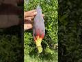 Small banana flower