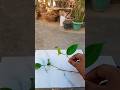 Ficus benjamina cutting ll #plants #youtubeshorts