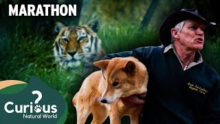 Witness the Unlikely Friendships Between Humans and Wild Animals | Mega Marathon