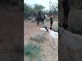 Beautiful 🐐🐐 goats village life short