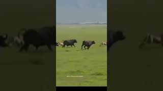 Bulls attack Lions in reverse||Bull chases away lions#wildlife #instagram #trendingshorts #animal