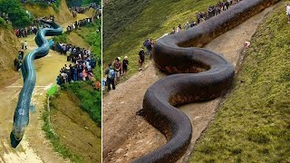 Biggest Animals You Won't Believe Exist