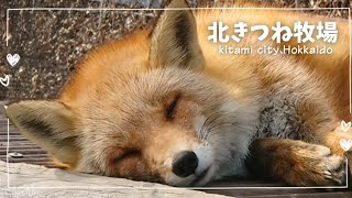 【北きつね牧場🦊】北海道北見市🦊2024年4月♡春のキツネちゃんとたぬきちゃん♡