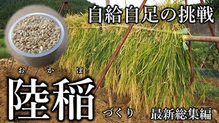 【総集編】陸稲栽培の全行程2022 ～種まきから籾摺りまで畑でできる機械いらずの米作りで自給自足～