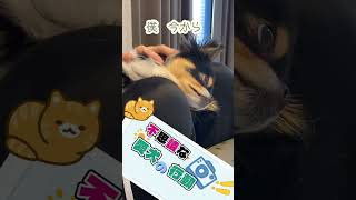 愛犬の不思議な行動 #チワワ #犬のいる生活 #むぎお