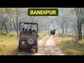 Bandipur Safari - Bandipur Tiger Reserve and National Park | DotGreen