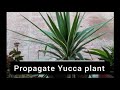 Propagate Yucca plant from cutting || Yucca plant