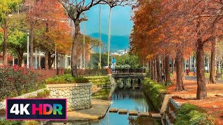 【4K HDR】Taipei Walk｜士林官邸｜落羽松｜Chiang Kai-shek Shilin Residence｜Deciduous Cypress