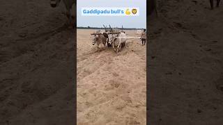 #ongole#bulls#trending#sand#bull#shorts#@chalivendrapalemtigers1116#bukongolebulls