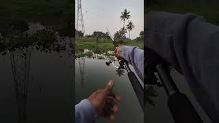 വള്ളത്തിൽ പോയി ചെറുമീൻ പിടിച്ചു #fishing #snakehead #music