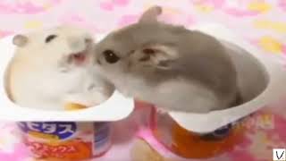 hamster punch