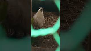 【烏骨鶏】帰りの挨拶をしようと思ったらマロンとボンドが鳴き出しました💖🐔🐔🐔🐤🐤💖