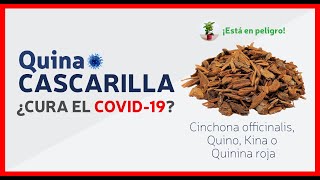 La Cascarilla 🌳 el árbol milagroso símbolo de Ecuador | Quina - Quinina | Cinchona Officinalis