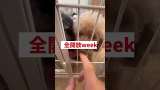 【重大発表！】1月20日から1週間は待望の全開放week！ #dog #fyp #おすすめ