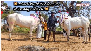 Telangana induvasi koninti narashimhulu kilar bulls videos