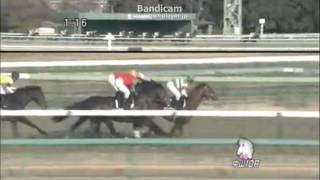 競馬　Horse racing　2013年1月13日（日） 1回中山4日10R 迎春ステークス