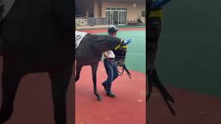 白毛じゃないよ芦毛だよ♪ソダシじゃないよモロキニムーンだよ🐎✨