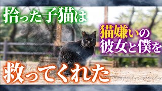 【不思議な話】拾った子猫は猫嫌いの彼女と僕を救ってくれた…【朗読】