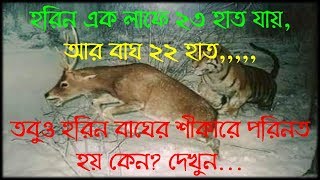 হরিন এক লাফে ২৩ হাত যায়,  আর বাঘ ২২ হাত, তবুও হরিনটি বাঘের শীকারে পরিনত হয়, কেন জানেন???