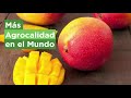 Producción de mango