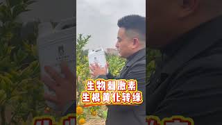 叶片黄化，不一定是黄龙，也有可能是缺素缺肥柑橘 黄化 柑橘 柑橘种植 果园管理