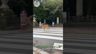 横断歩道を渡る奈良の鹿さん達 #shorts #奈良の鹿 #奈良公園