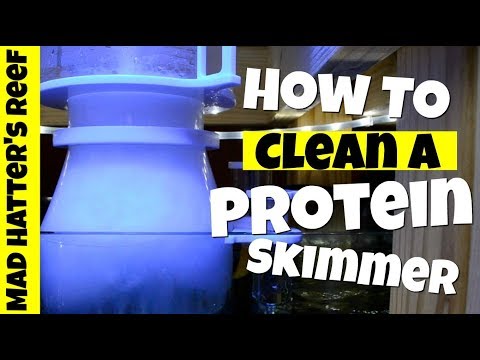 How To Clean A Protein Skimmer How To Clean A Protein Skimmer