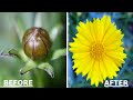 Most Beautiful Home Gardening Flower Plant | Coreopsis lanceolata | calliopsis and tickseed |Vlog-11