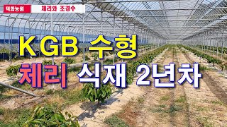 KGB 2년차 체리재배 3농장 둘러보기.