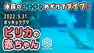 【旭山動物園】水底のオモチャめがけて陸からダイブ！🐻‍❄️💦👏ピリカの赤ちゃん(5/31) [Asahiyama Zoo] Polar bear, Pirika and her baby.