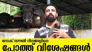 ലോക് ഡൗൺ ദിനങ്ങളിലെ പോത്ത് വിശേഷങ്ങൾ | pothu krishi buffalo farming kerala | പോത്ത് കൃഷി