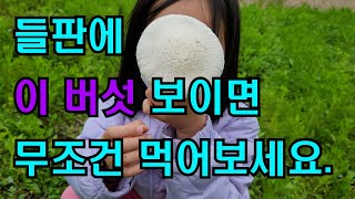 들판에 이 버섯! 무조건 먹어보세요.  강추!