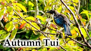 Tui with birdcall in Early Autumn #4k #birds #birdsong #birdcall #newzealandnature #newzealand