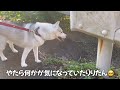 日向ぼっこを楽しむ子猫を邪魔するハスキー