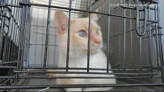 Fredericksburg SPCA take in dozens of cats and dogs displaced by hurricanes in Florida, Puerto Rico
