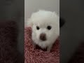 잘 자는 13살 강아지 멍멍이 puppy 반려동물 애완 cute 강아지 pets 귀여운 귀여운강아지