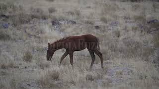 Stock Video - Wild horse pony grazing in the Utah desert