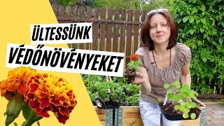 Védőnövények -  Büdöske, sarkantyúka és társaik  🏵️  -  Természetes növényvédelem  I  Kreatív Farmer