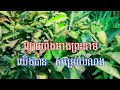 ដោយពឹងព្រះនាម ២៥ ភ្លេងសុទ្ធ