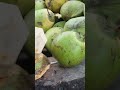 👌 How To Open a Coconut in a Minute | #shorts #viral #trending