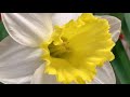 说说盆栽洋水仙花 daffodil