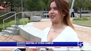 ‘Not something you see every day:’ Reactions to coyote sighting at UTRGV’s Edinburg campus