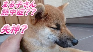 柴犬まる子さん猛暑で失神？！