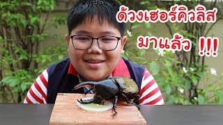 ด้วงเฮอร์คิวลิส ออกมาโชว์ตัวแล้ว (หลังจากรอมา 2 ปี) | Jananoi Pets