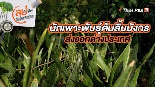 นักเพาะพันธุ์ต้นลิ้นมังกรส่งออกต่างประเทศ | ลุยไม่รู้โรย Super Active