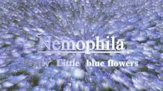 ひたち海浜公園（ネモフィラ）【Nemophila】